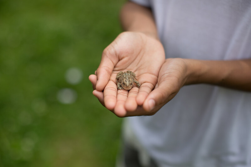 A child holds a small frog