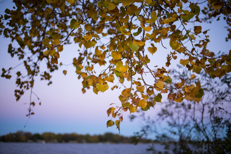 Autumn leaves at sunset against a view of the lake 
