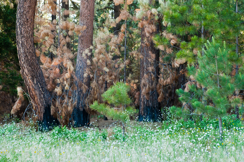 Tree trunks with burn scars surrounded by green grass and trees