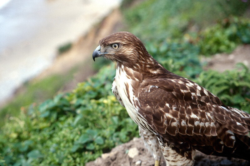 A red-tailed hawk on the Coast Dairies property