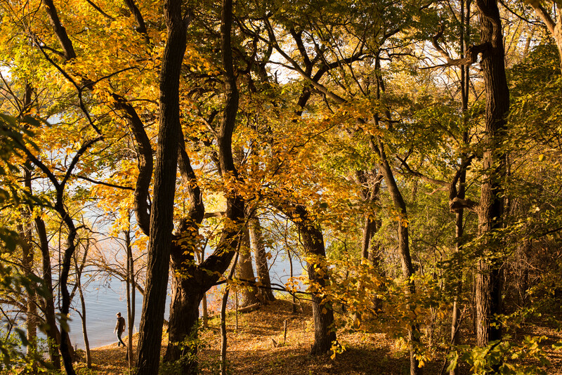 A woman walks in the forest on the shore of a lake