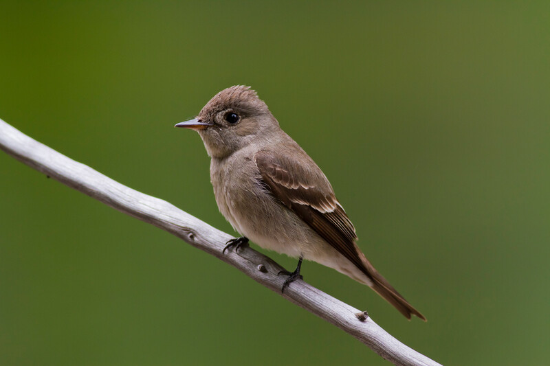 A western wood pee-wee on a branch