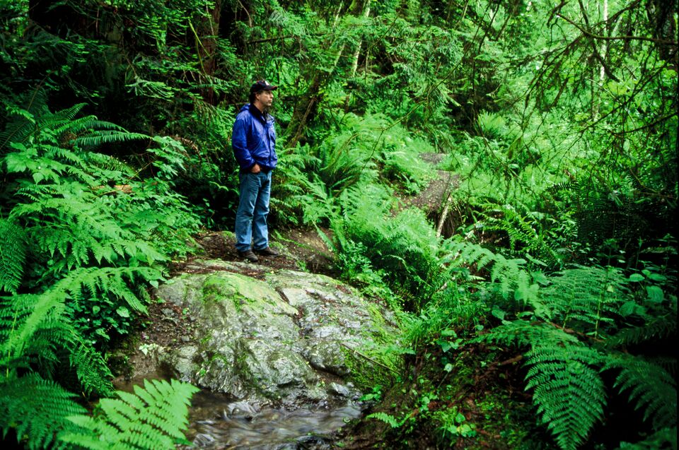A man stands amidst ferns and redwoods